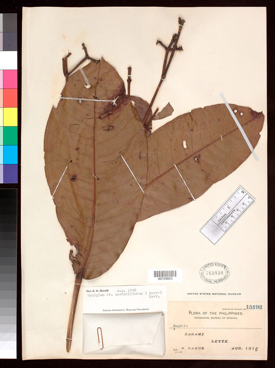 Syzygium cordatilimbum (Kara) — photo