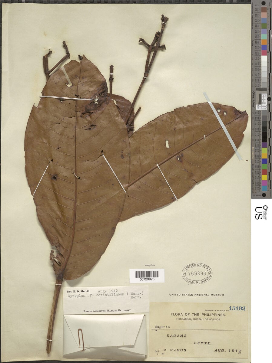 Syzygium cordatilimbum