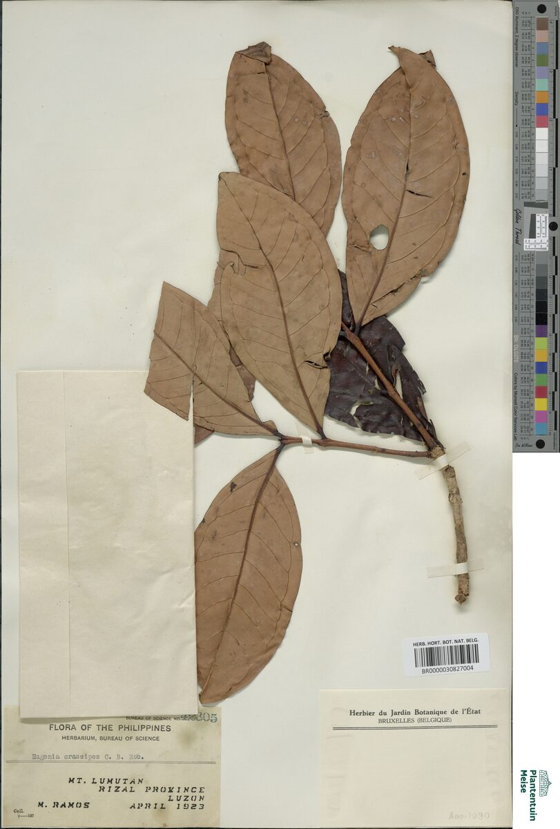 Syzygium crassipes (Barukbak) — photo