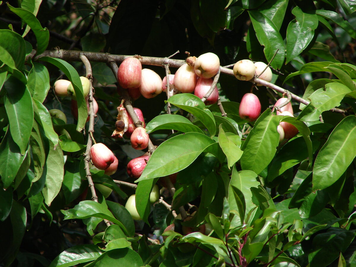Syzygium dyerianum