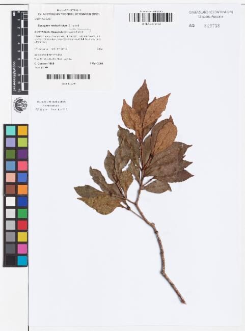 Syzygium endophloium (Mountain Satinash) — photo