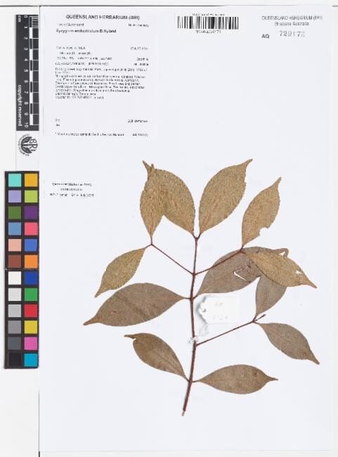 Syzygium endophloium (Mountain Satinash) — photo