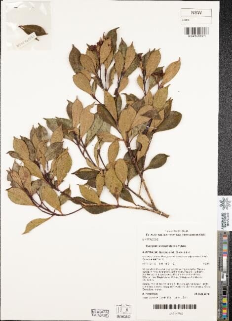 Syzygium endophloium