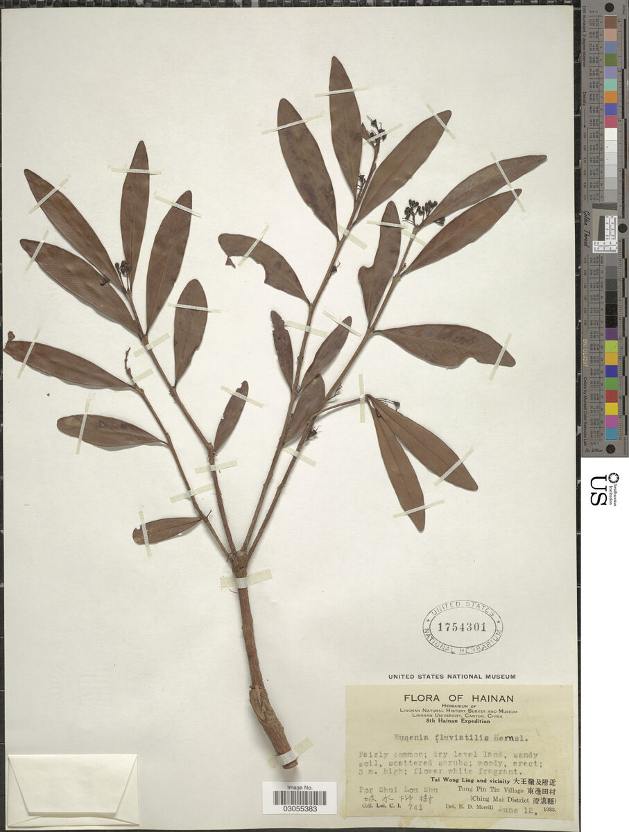 Syzygium fluviatile — photo