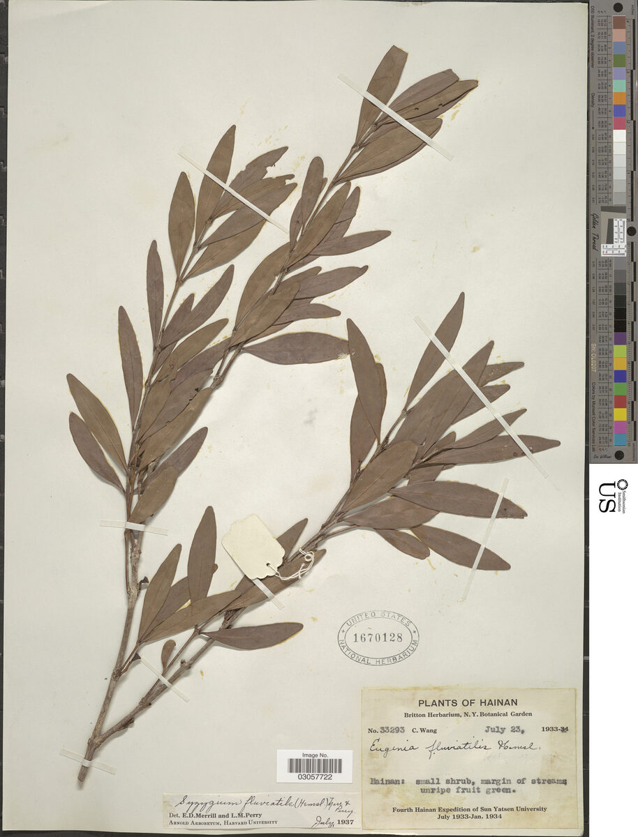 Syzygium fluviatile — photo