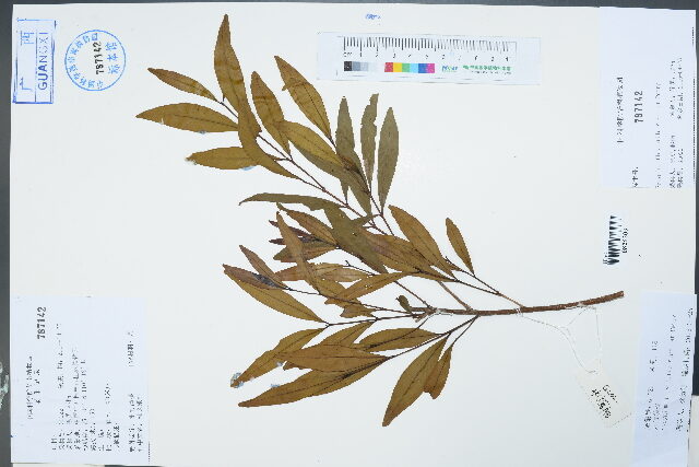Syzygium fluviatile