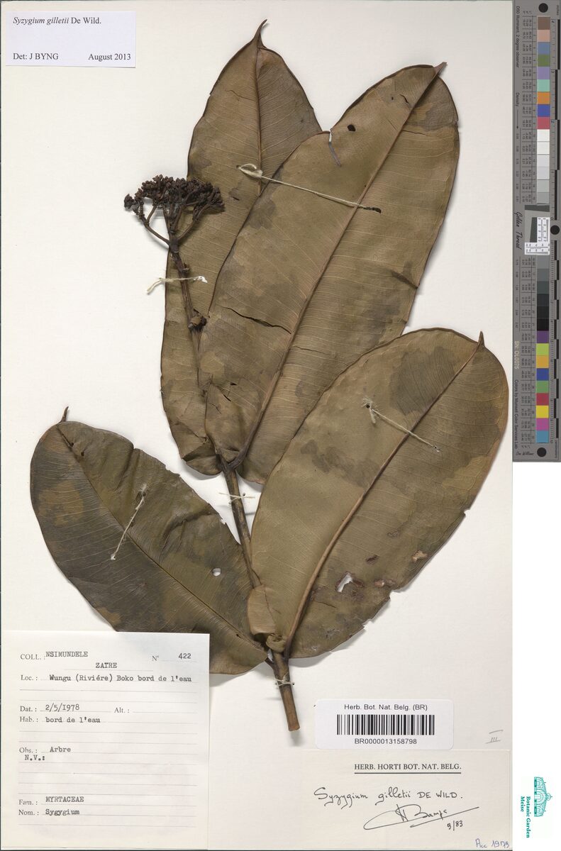 Syzygium gilletii — photo