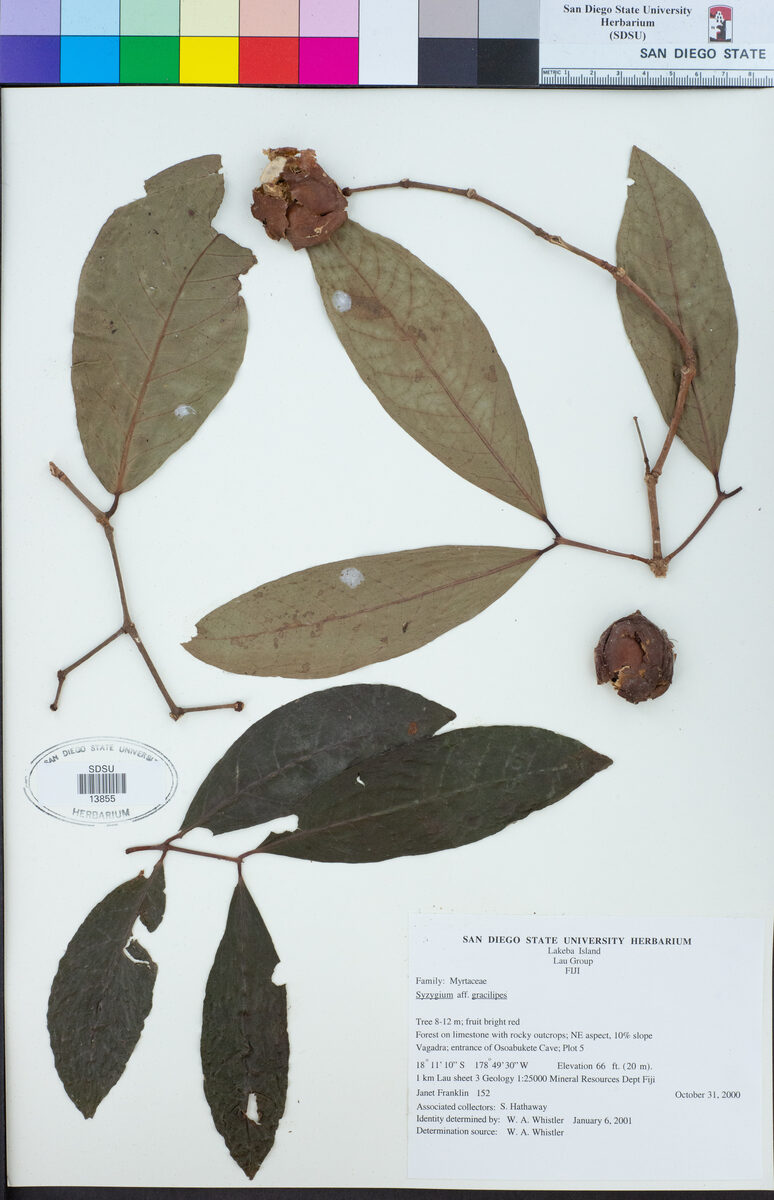 Syzygium gracilipes — photo
