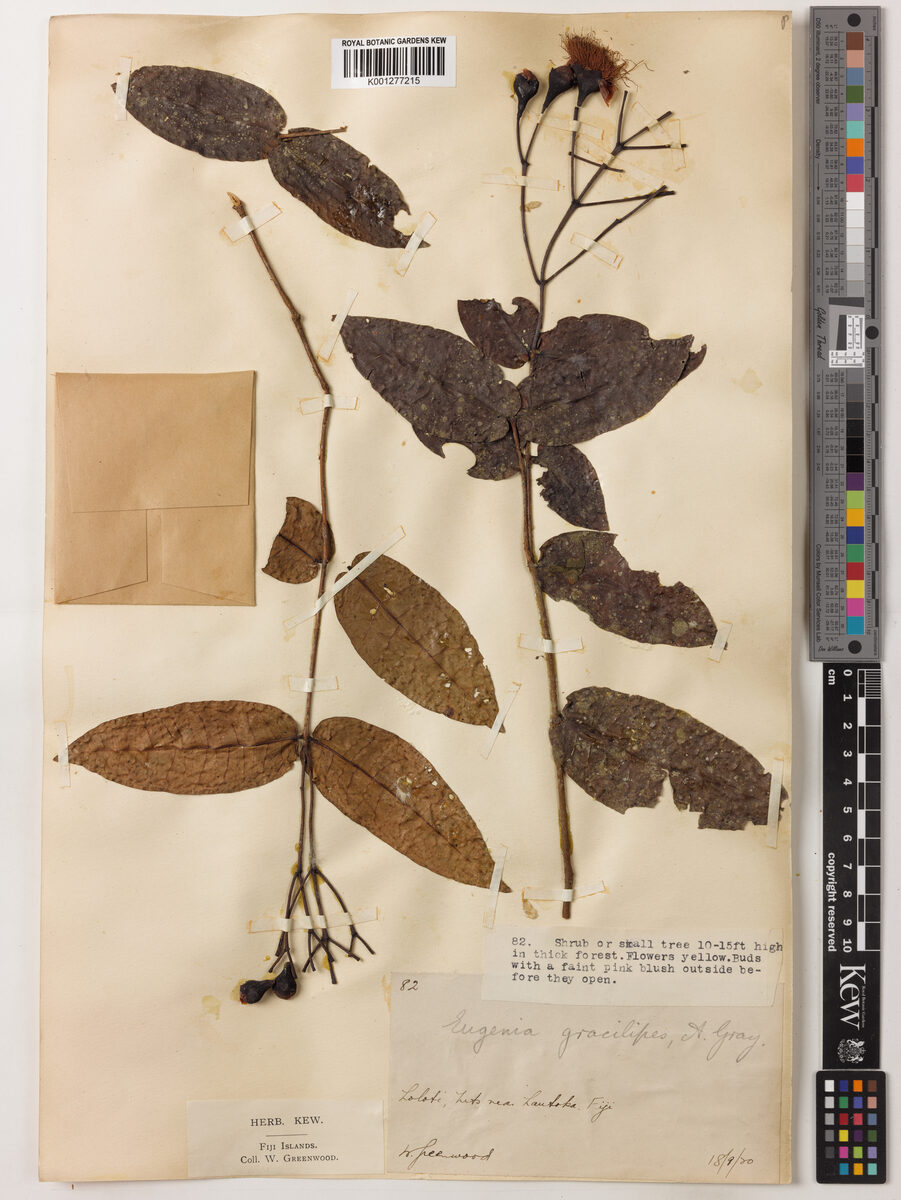 Syzygium gracilipes — photo