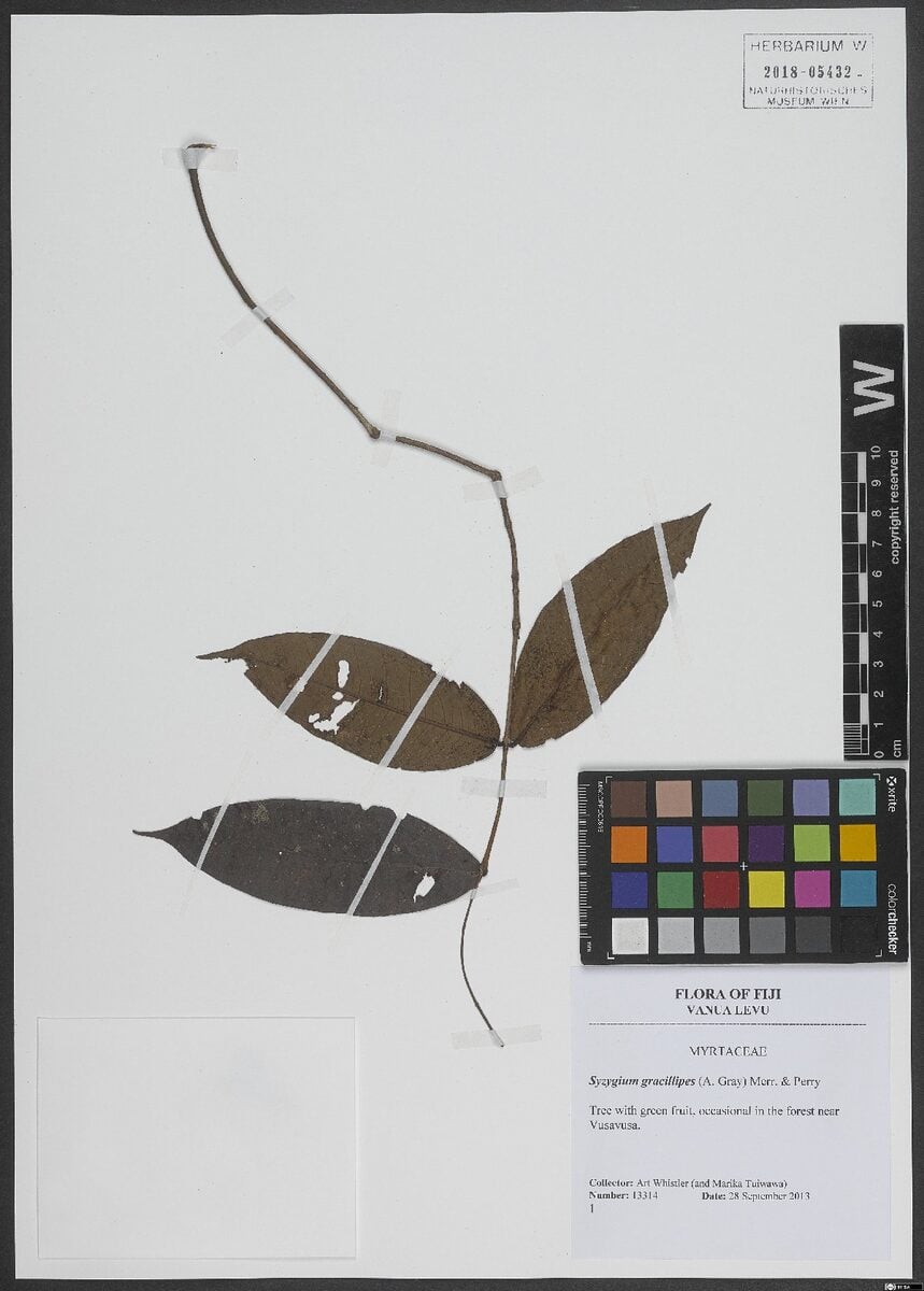 Syzygium gracilipes