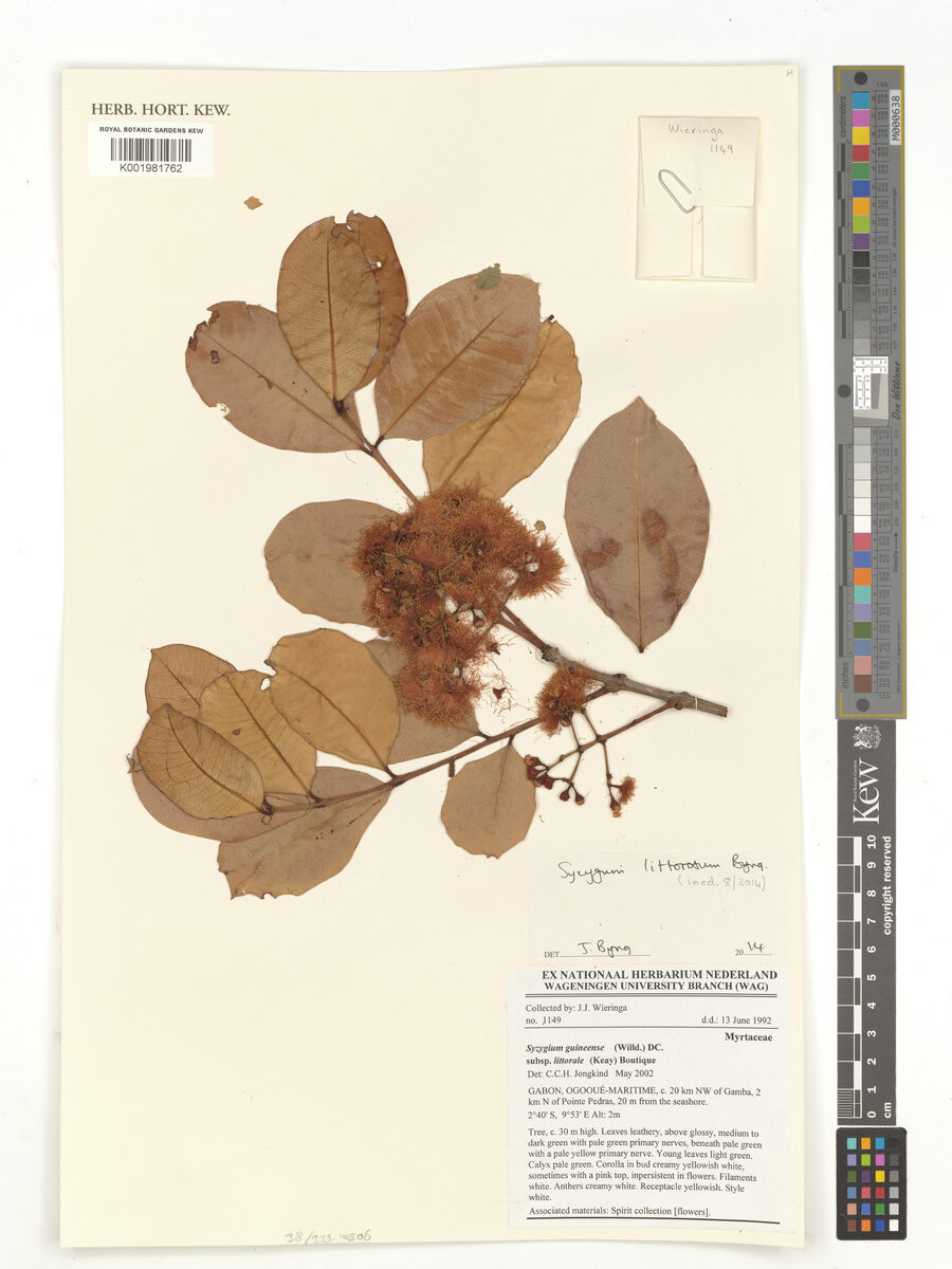 Syzygium littorosum