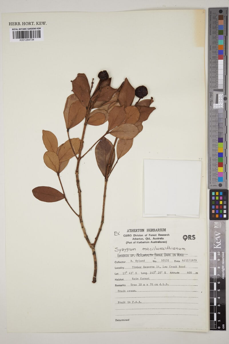Syzygium macilwraithianum (Macilwraith satinash) — photo