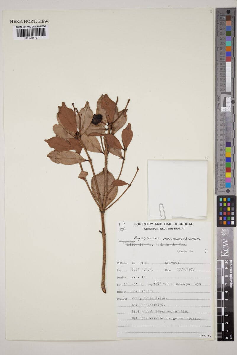Syzygium macilwraithianum (Macilwraith satinash) — photo