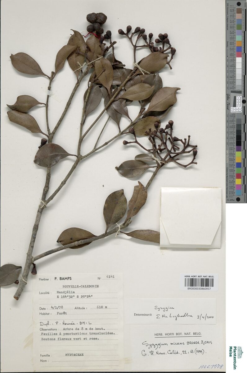 Syzygium micans — photo