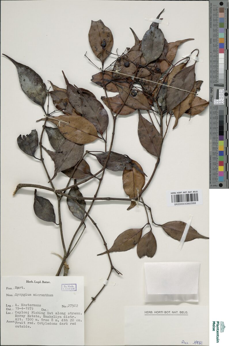 Syzygium micans