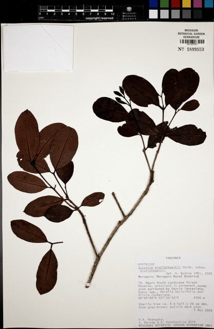 Syzygium micklethwaitii — photo