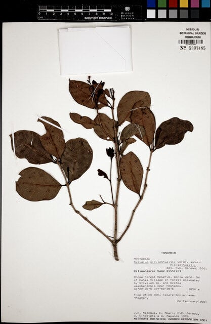 Syzygium micklethwaitii — photo