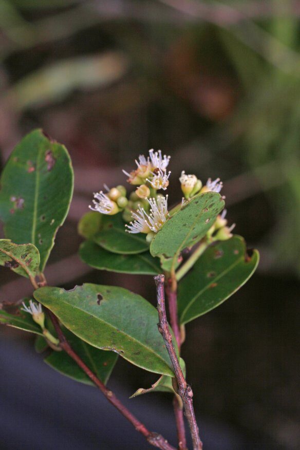 Syzygium micropodum — photo