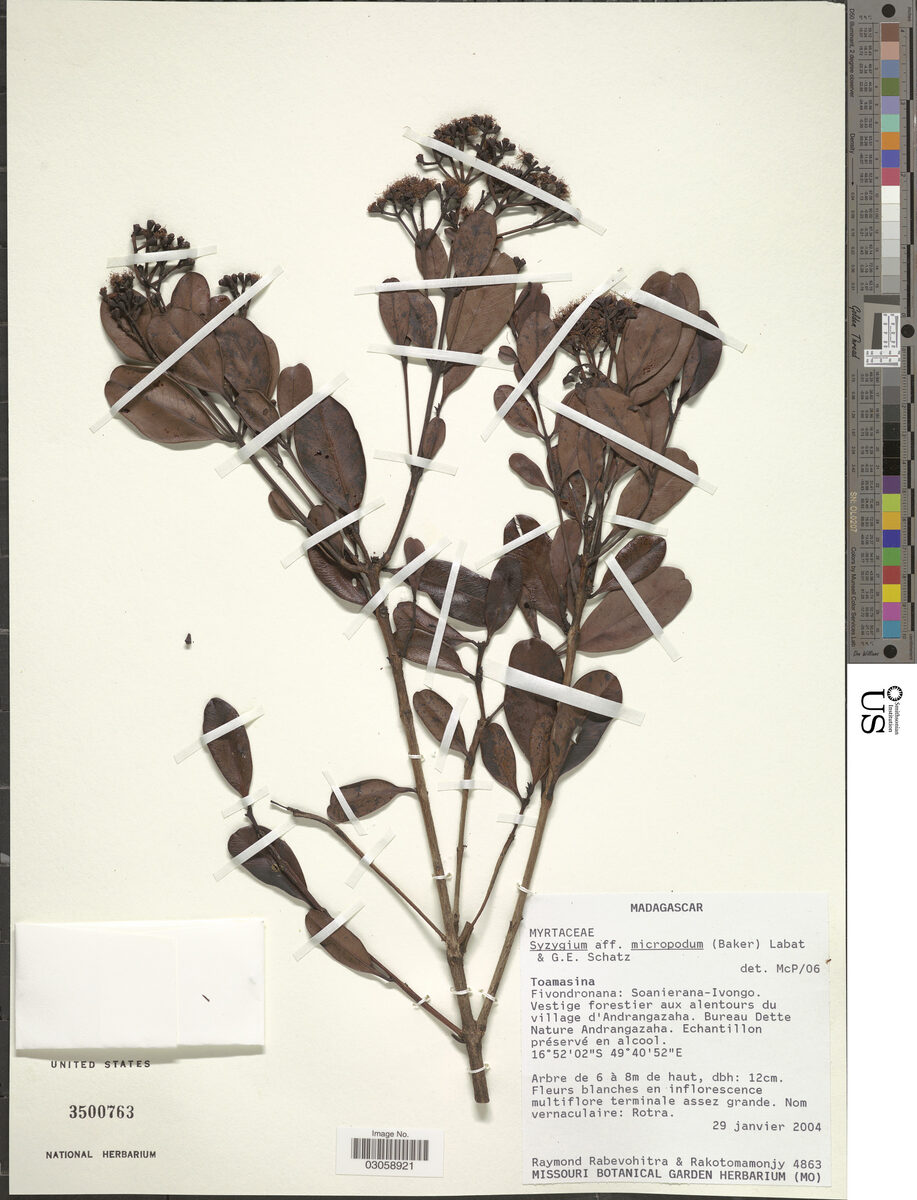 Syzygium micropodum — photo