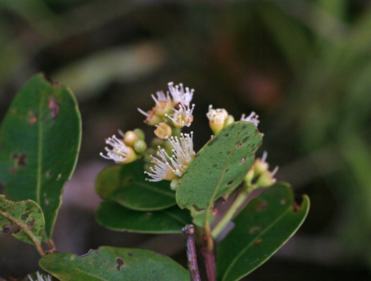 Syzygium micropodum