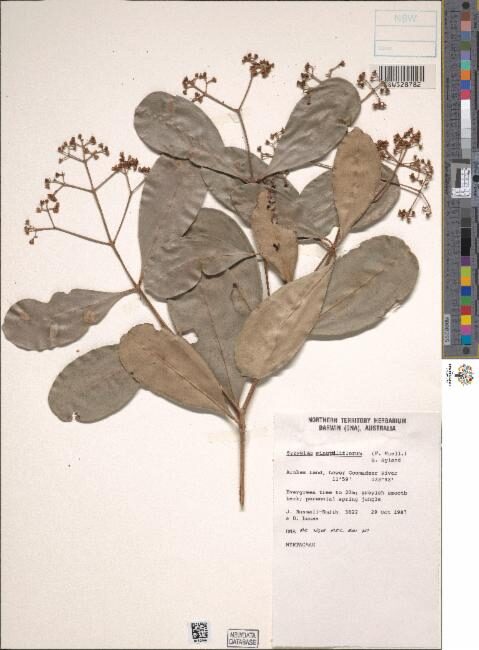 Syzygium minutuliflorum (Gove satinash) — photo