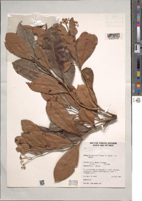 Syzygium minutuliflorum (Gove satinash) — photo