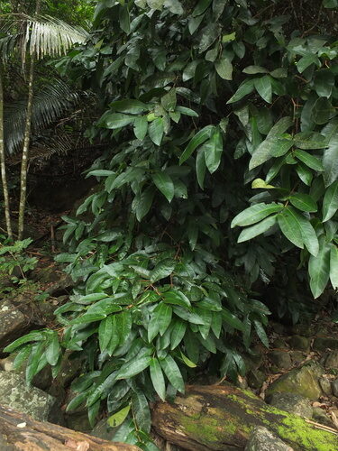 Syzygium mundagam — photo