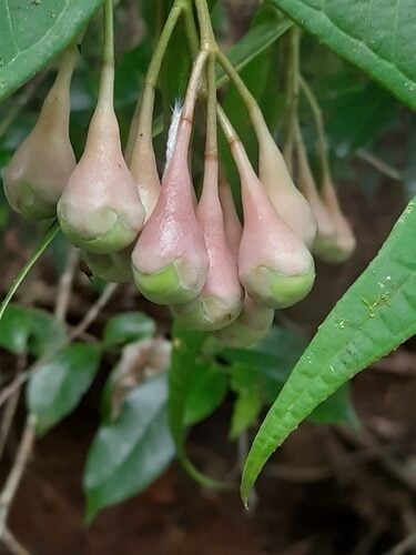 Syzygium mundagam — photo