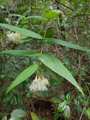 Syzygium mundagam