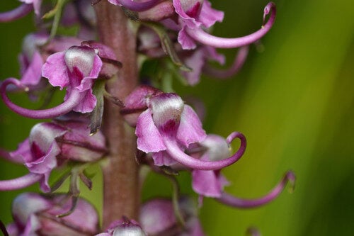 Syzygium neurocalyx (Oli) — photo
