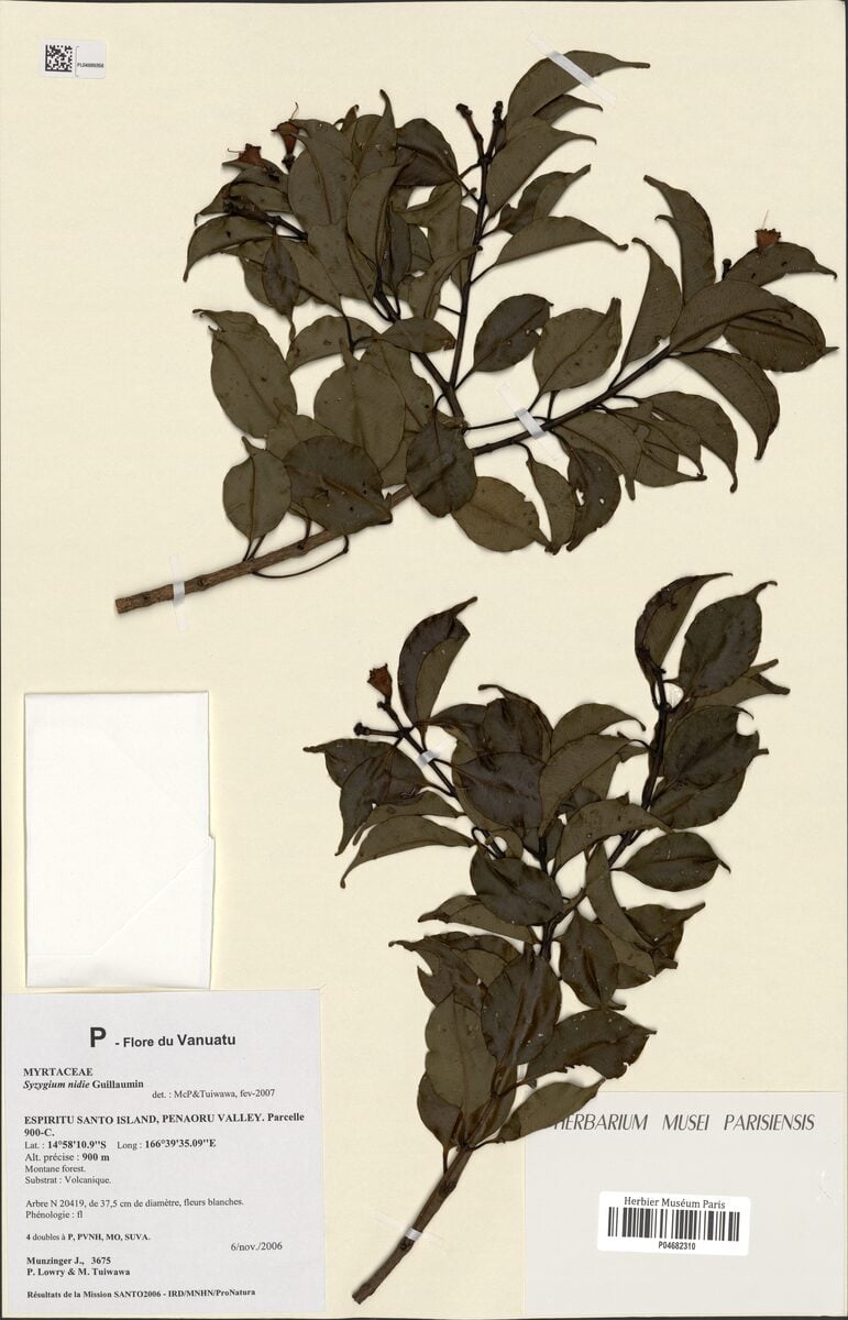 Syzygium nidie — photo