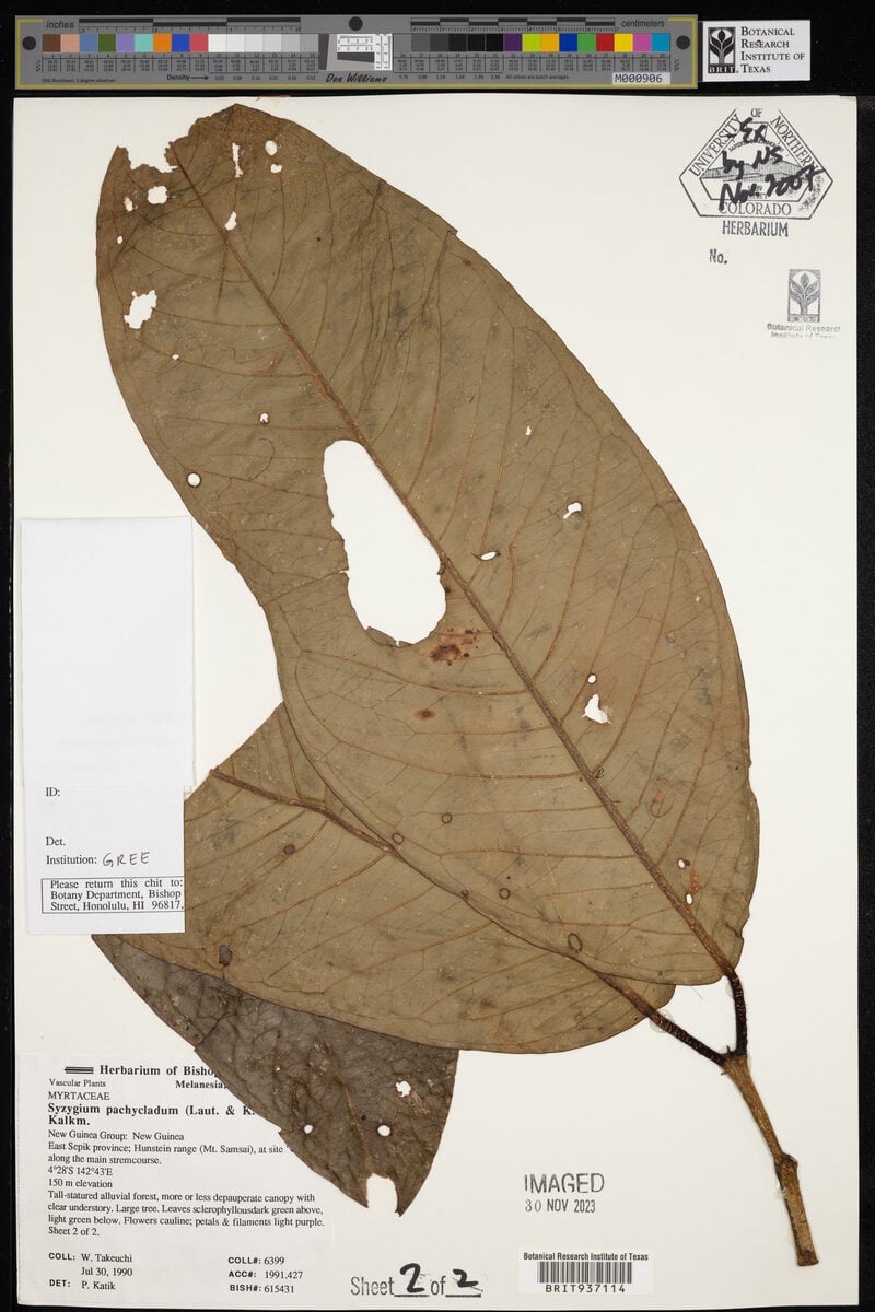 Syzygium pachycladum — photo