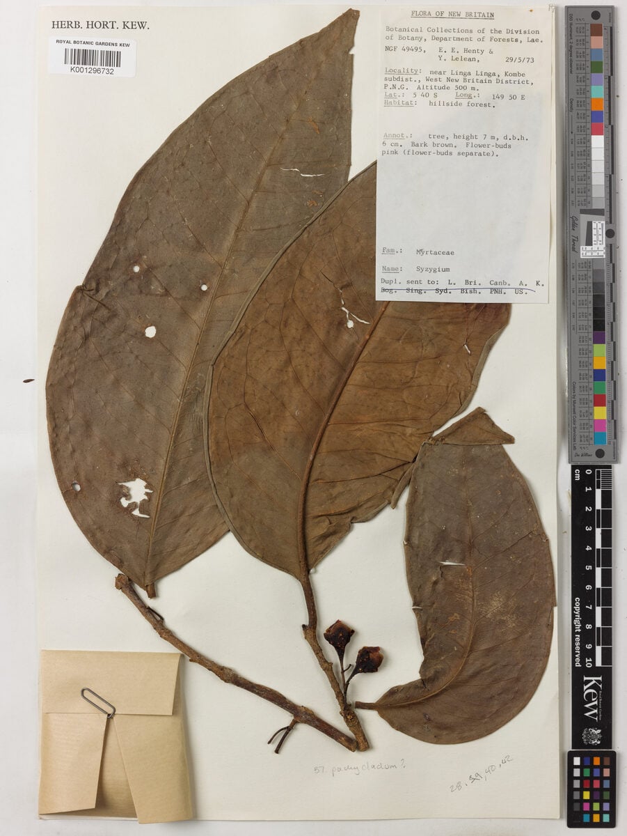 Syzygium pachycladum — photo