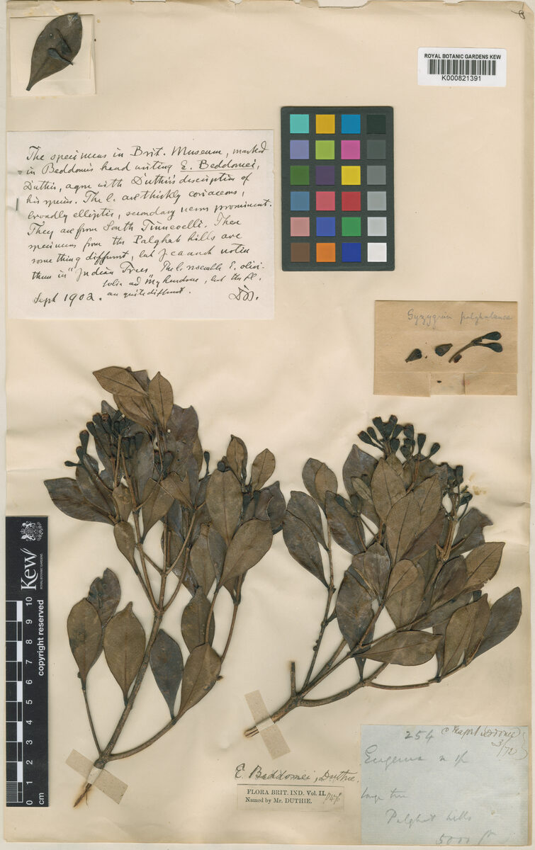 Syzygium palghatense — photo