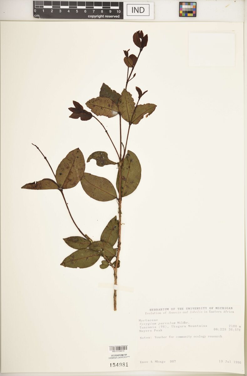 Syzygium parvulum — photo