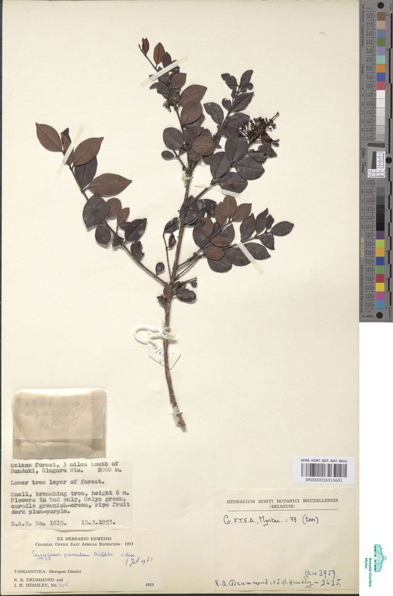 Syzygium parvulum — photo