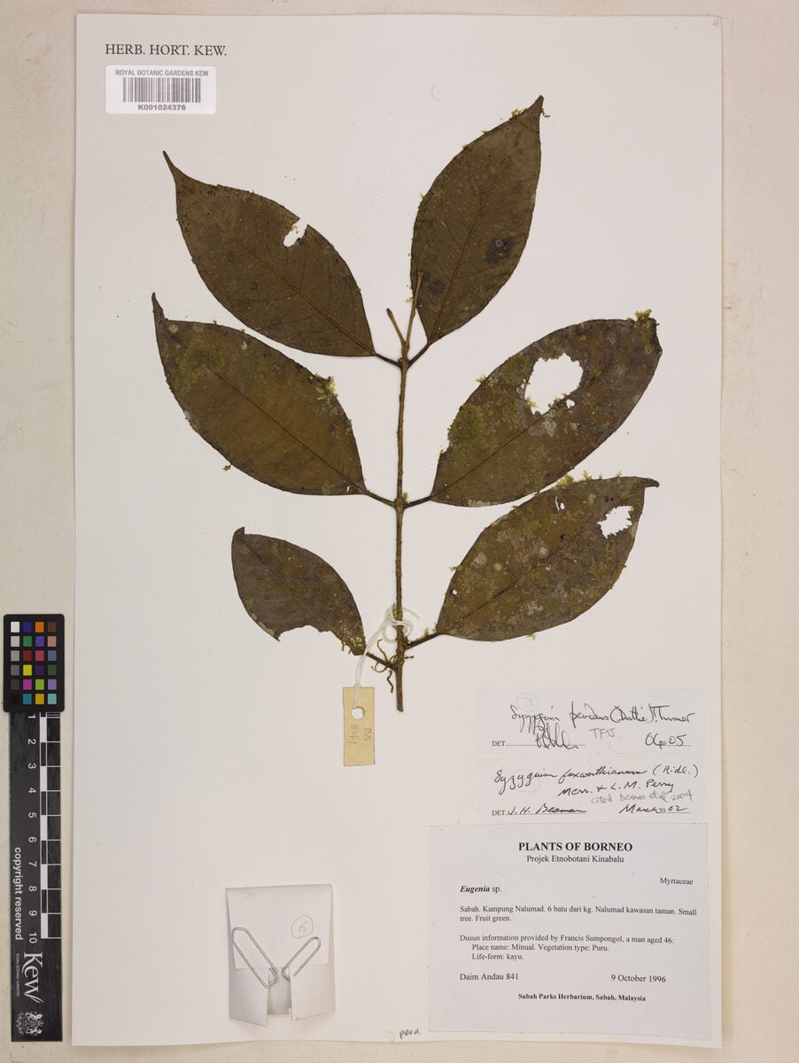 Syzygium pendens — photo