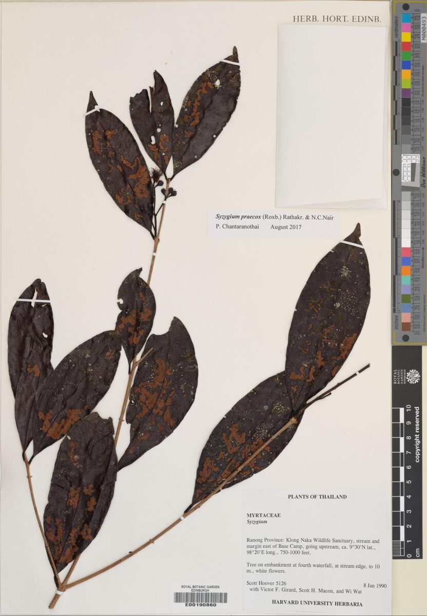 Syzygium praecox — photo