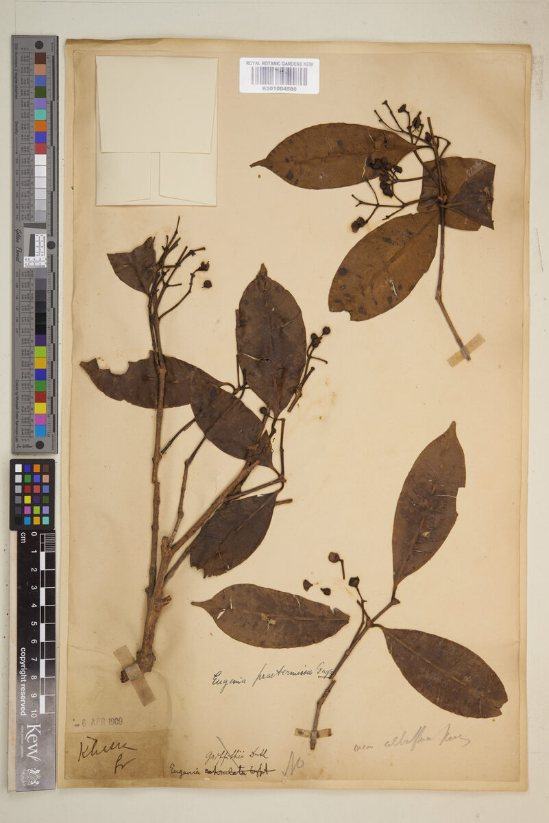 Syzygium praetermissum