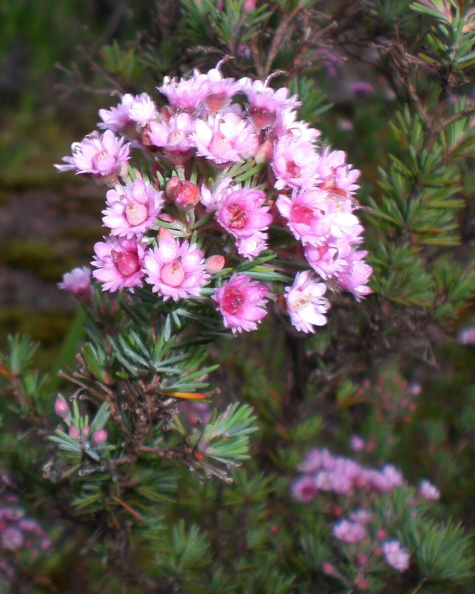 Syzygium pseudofastigiatum (Claudie satinash) — photo