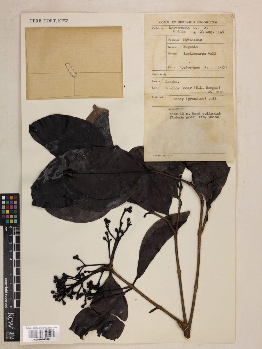Syzygium pyrocarpum — photo