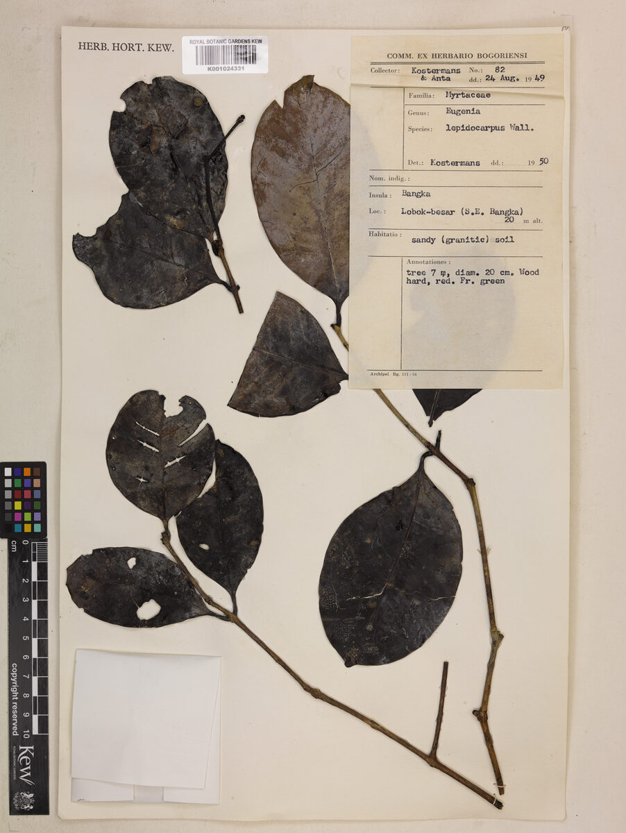 Syzygium pyrocarpum — photo