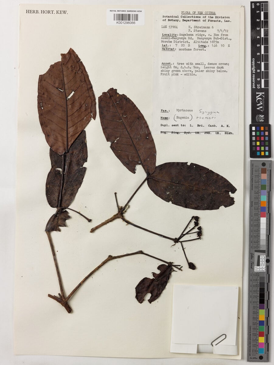 Syzygium roemeri — photo