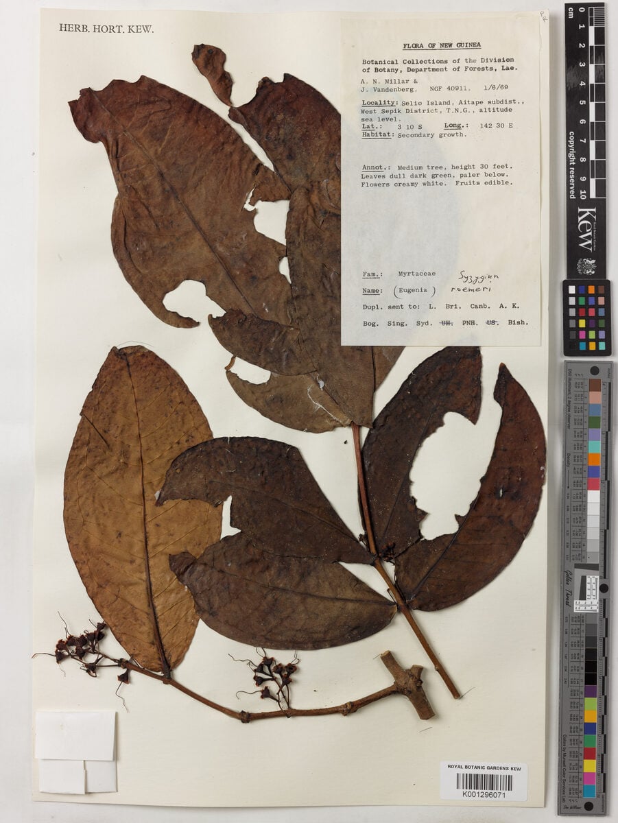 Syzygium roemeri — photo