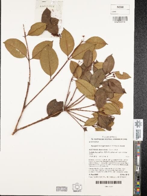Syzygium trachyphloium (Rough-barked satinash) — photo