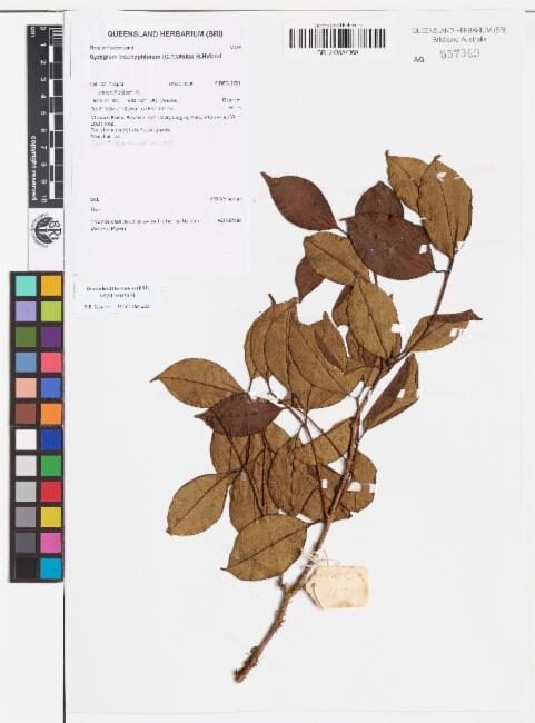 Syzygium trachyphloium (Rough-barked satinash) — photo