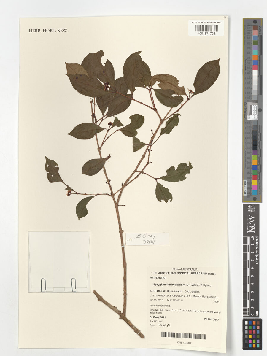 Syzygium trachyphloium