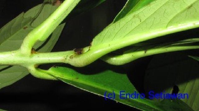 Syzygium versteegii — photo