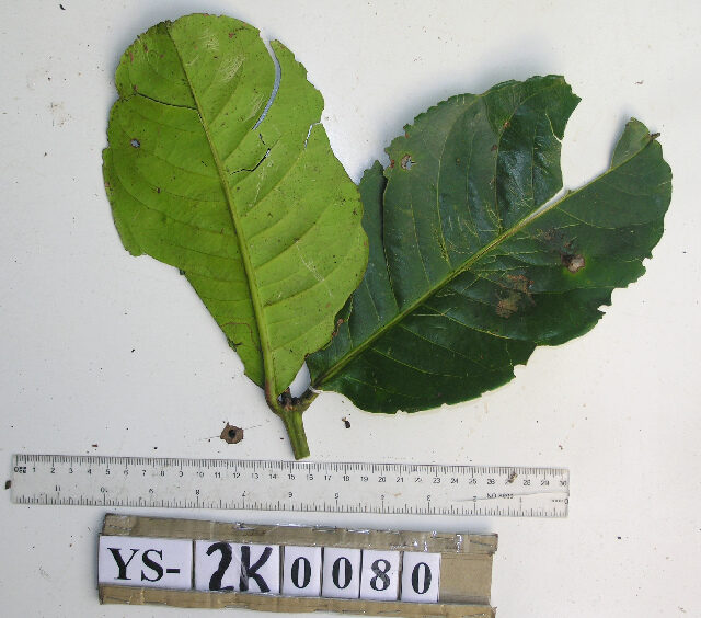 Syzygium versteegii
