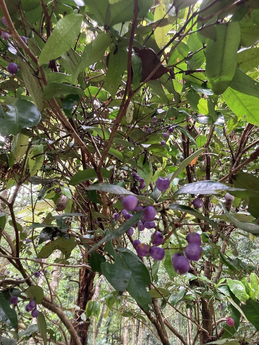 Syzygium wilsonii subsp. cryptophlebium (Plum satinash) — photo